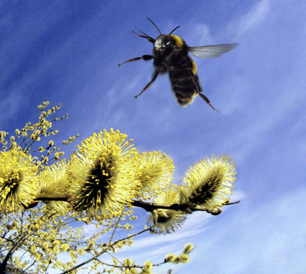 Z3451034-Bumblebee.jpg