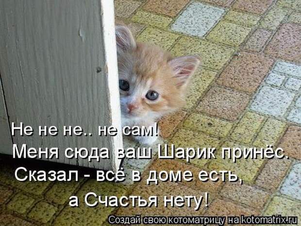 Лучшие котоматрицы недели (50 фото)