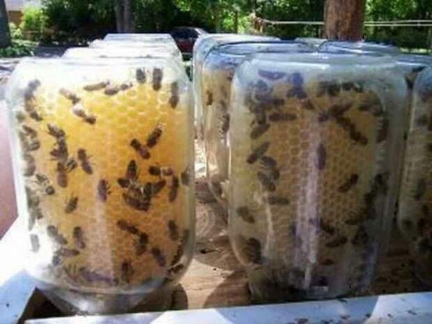 Мёд сразу в банках? Гениальное решение для тех, кто решил заняться пчёлами гениально, мёд, пчёлы, своими руками, соты, улей