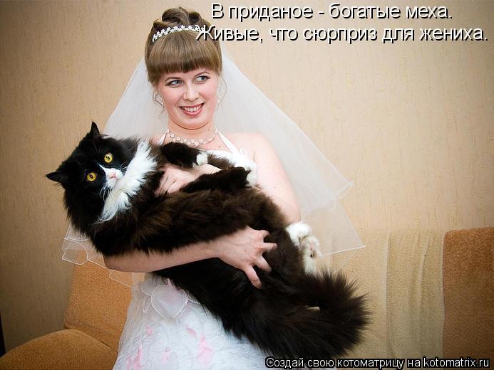 Котоматрица: В приданое - богатые меха. Живые, что сюрприз для жениха.