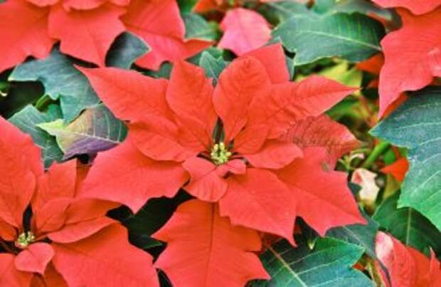 closeup of Red colored poinsettia leaves