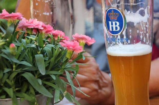 Можно ли пивом поливать цветы