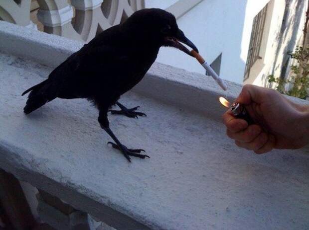 Corvus Sapiens? животные, факты