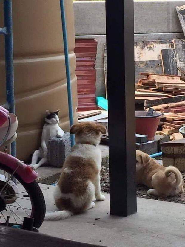 Забавные мордахи