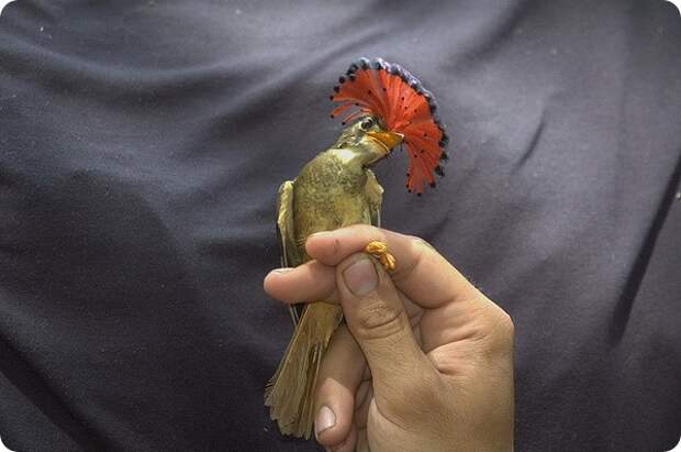 Амазонский венценосный мухоед (лат. Onychorhynchus coronatus coronatus)