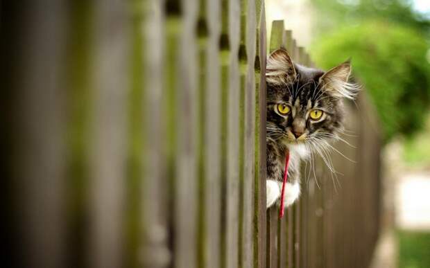 kitties22 30 способов использования котов в хозяйстве