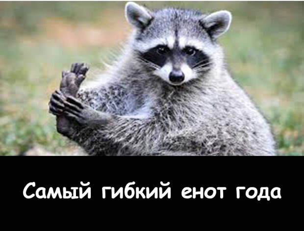 Енотопремия: если бы еноты получали премию Енотопремия: если бы еноты получали премию