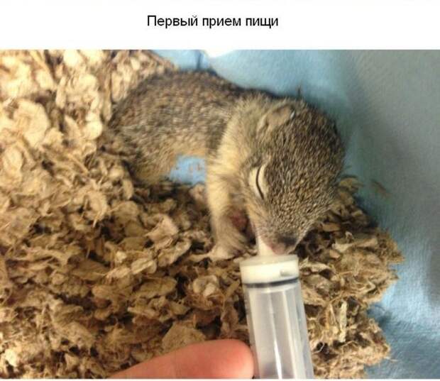 Cпасение крохотного бельчонка спасение, бельчонок, зверек, погибель