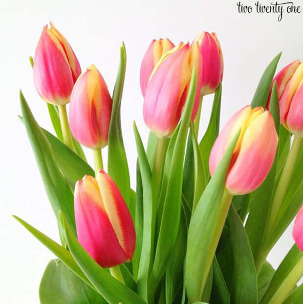 pink-and-yellow-tulips