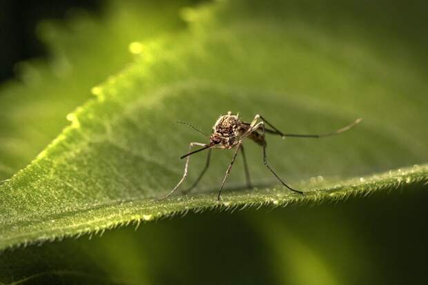В Таиланде зафиксировали новую вспышку малярии