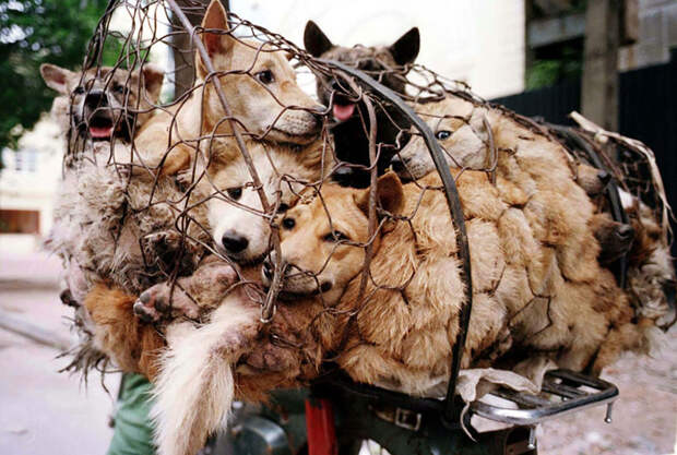 Каждый год 10 000 собак съедают на традиционном китайском фестивале собачьего мяса китай, собаки, спасение животных
