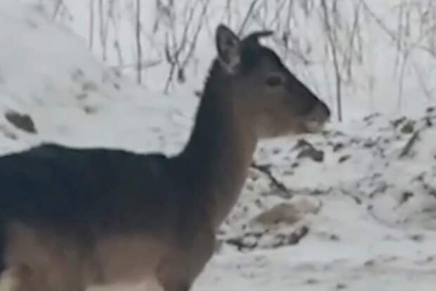 Дикие звери прогулялись по Санкт-Петербургу и попали на видео