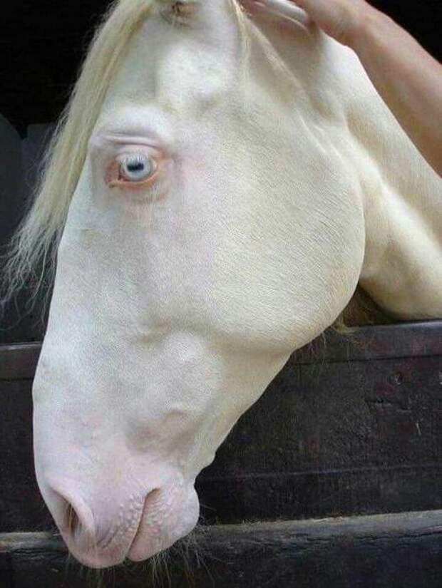 Лошадь
