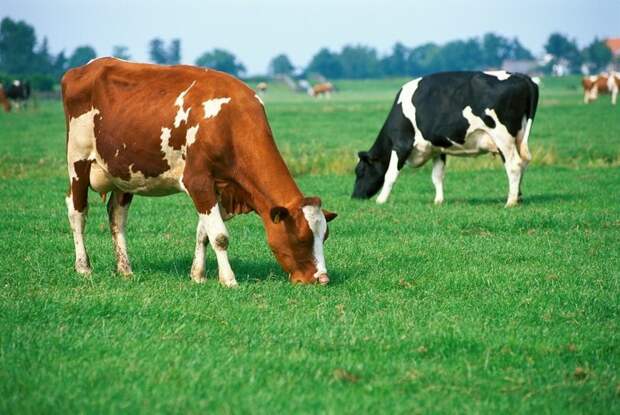 Коровы во время еды всегда поворачиваются на север или на юг загадка, парадокс, природа