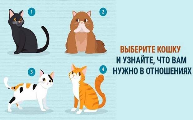 Как подобрать кошку. Как подобрать кошку