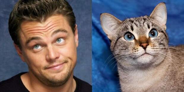 cat look like, коты похожие на знаменитостей, коты похожие на нечто другое