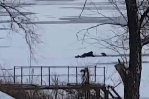 Время героев не прошло: саратовец спас трех псов, провалившихся под лед. Фото: скриншот видео, автор Тимур Искандаров