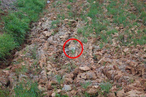 find-hidden-cat-camouflage-hide-and-seek-catouflage-213