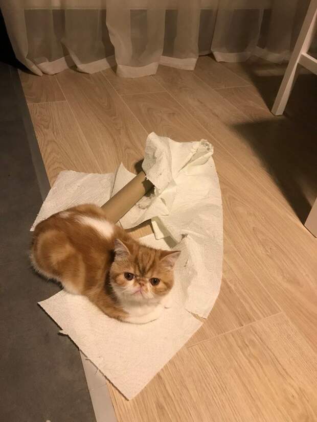 20 смешных фото котов, которые показывают, кто в доме хозяин