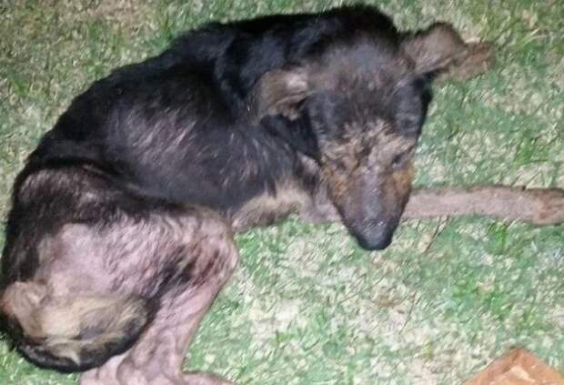 Эту парализованную собаку бросили в поле, но ее спасли.