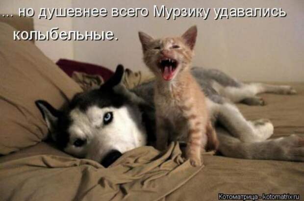 Котоматрицы(картинки с надписями)