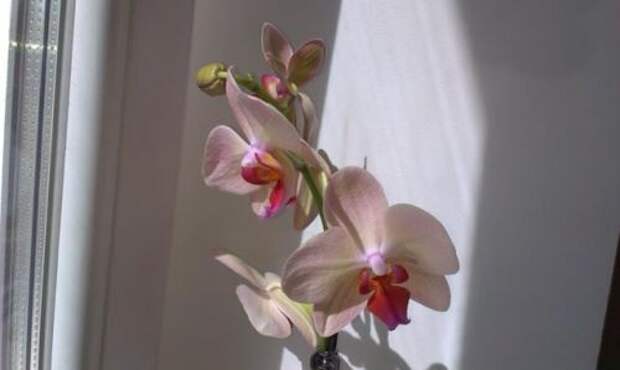 Фаленопсис: реанимация орхидеи