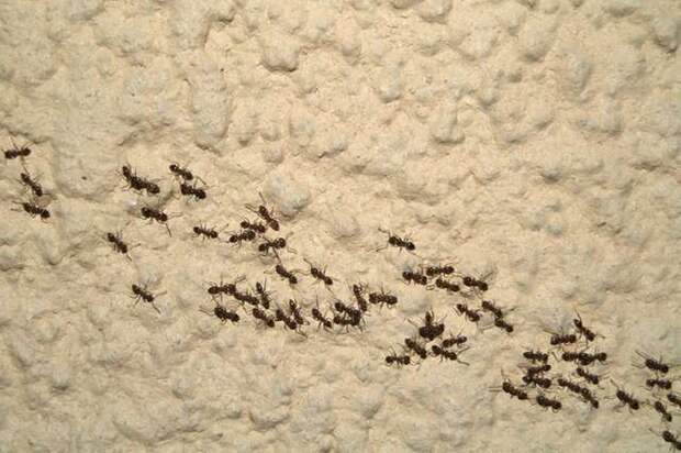 Оказалось, что муравьи...
