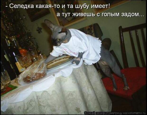 Котоматрицы(картинки с надписями)