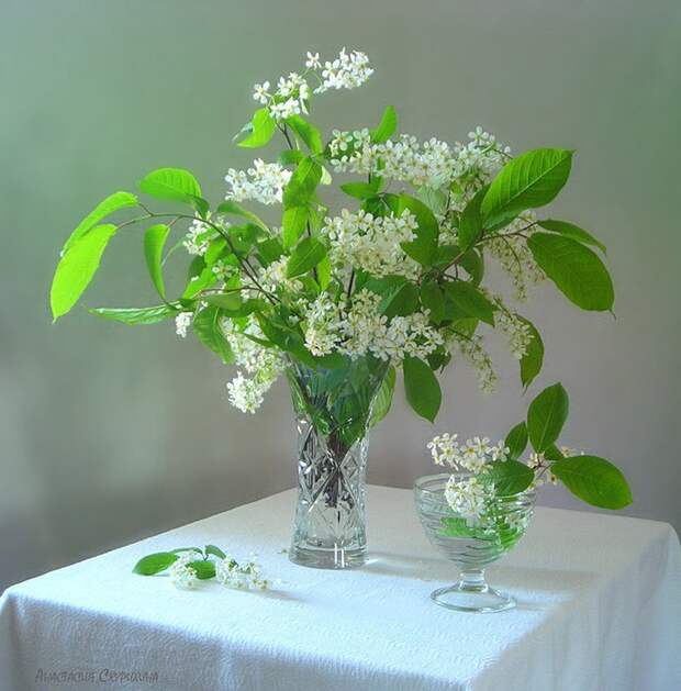 Ceremuxa12 (688x700, 113Kb)