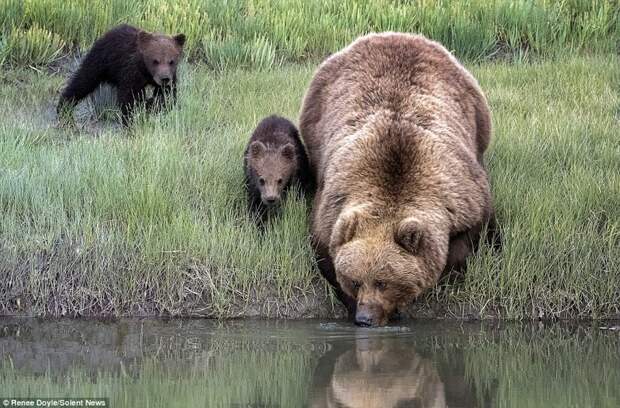 Заботливая мама: медведица перенесла через реку боящегося воды детеныша животные, медведь