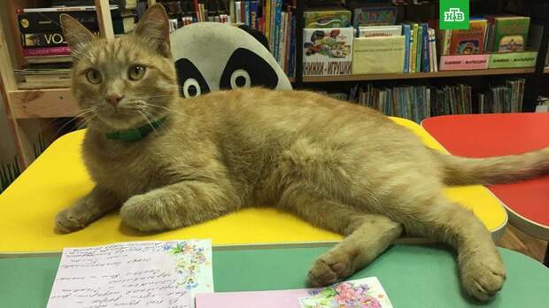 Убит кот-библиотекарь из Тверской области