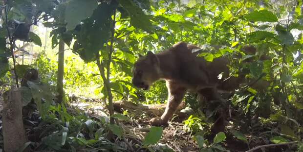 На видео - освобождение Муфасы на природу в 2015 году. Реакция хищника удивительна, и наводит грусть видео, дикая природа, животные, лев, освобождение, природа, фото, хищник