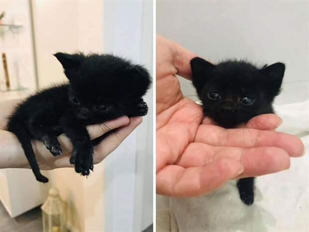 Грациозные чёрные кошки и котики