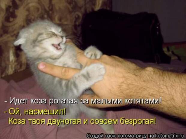 Свежая котоматрица (21 фото)