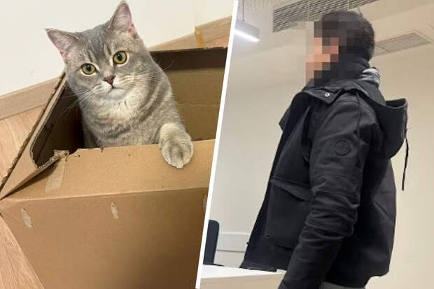 Хозяин отправил кота почтой из Австрии в Германию