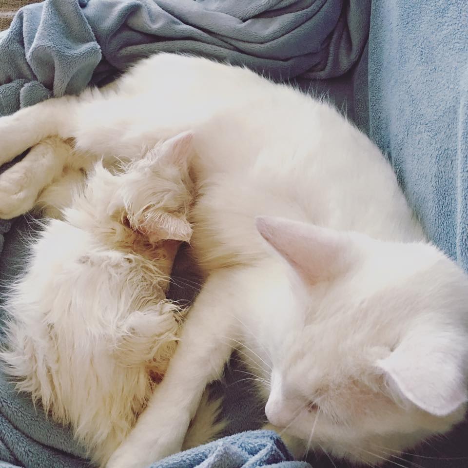 Без кота и жизнь не та