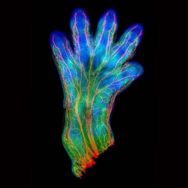 Победители конкурса микрофотогарфии Small World Photomicrography 2016