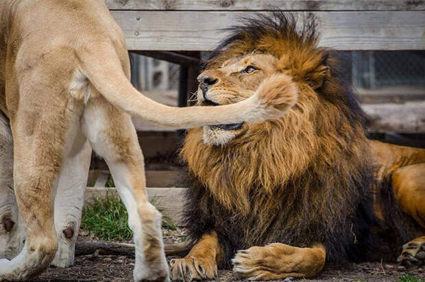 Спасенные от живодера львы нашли свою любовь животные, львы, настоящая любовь, спасение животных