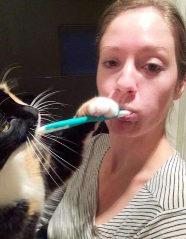 Кошачье господство выглядит вот так — Коту хорошо, и это главное.! Кошачье господство выглядит вот так — Коту хорошо, и это главное.!