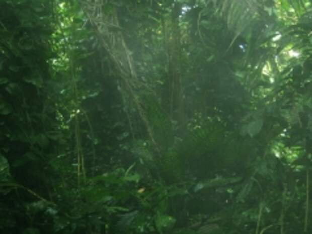 Тропический лес (Фото: Тина Хеллвиг, личный архив)