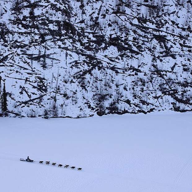 7. Гонка на собачьих упряжках на Аляске. @marclesterphoto.