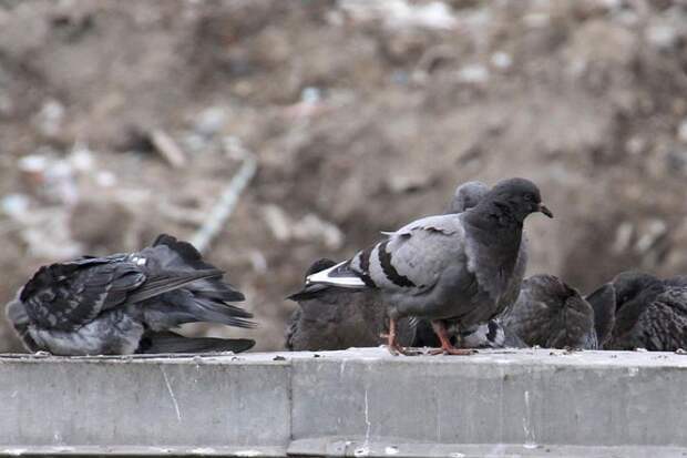 У голубей появились ненавистники в городе на Неве.
