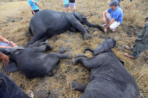 Особенности перевозки слонов: 13 любопытных кадров 