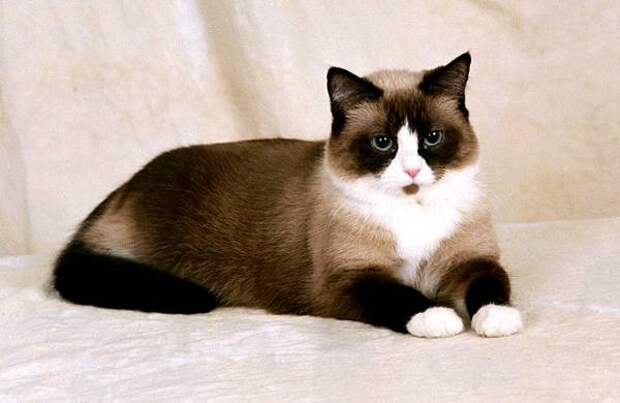 Самые редкие породы кошек Сноу-шоу, снежный туфельки, фото породы кошек фотография