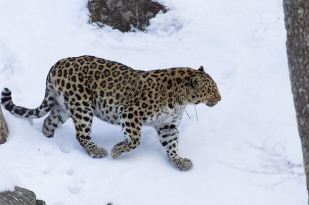 Дальневосточный леопард в родной среде 