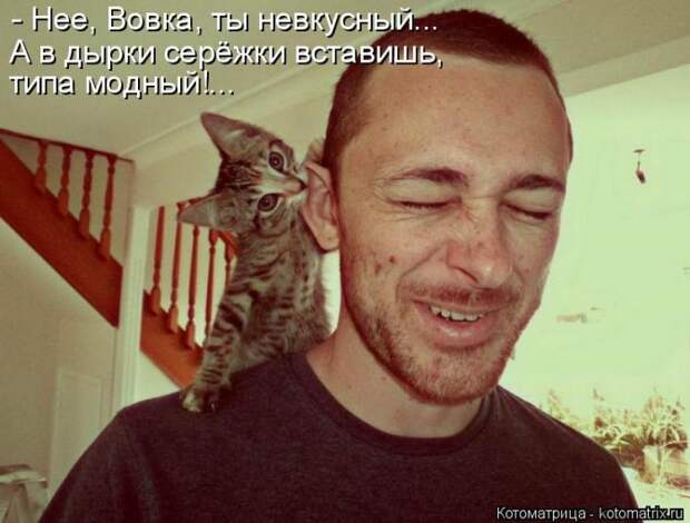 Лучшие котоматрицы недели (50 фото)