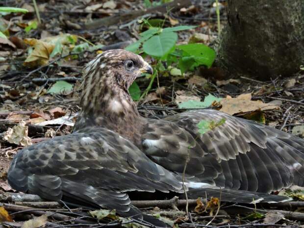 Птица рылась в земле в поисках осиных гнезд / Фото: пресс-служба Мосприроды