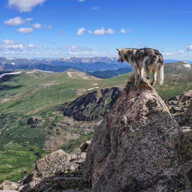Собака путешествует со своим хозяином
