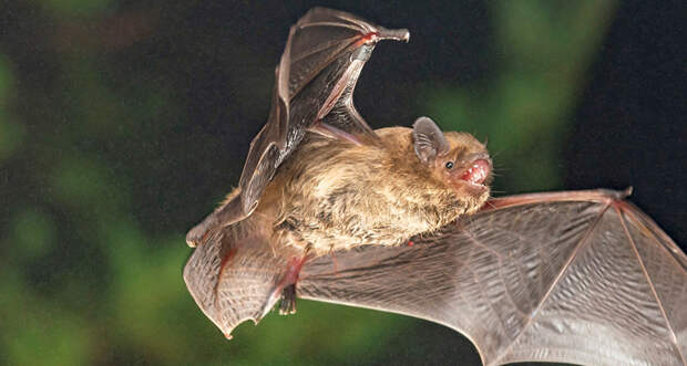 Soprano pipistrelle bats