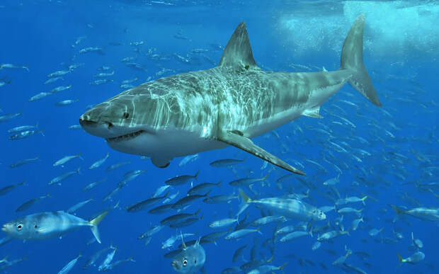 Большая белая акула.      Фото: © Wikipedia.org